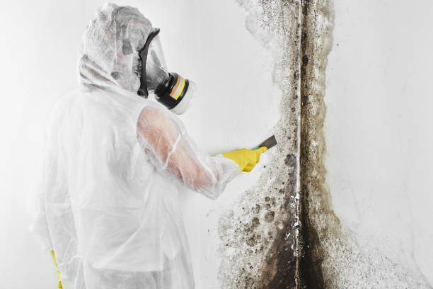 Best Emergency Mold Remediation in Bluefield, WV