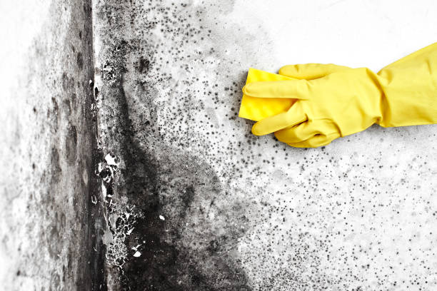 Best HVAC Mold Remediation in Bluefield, WV