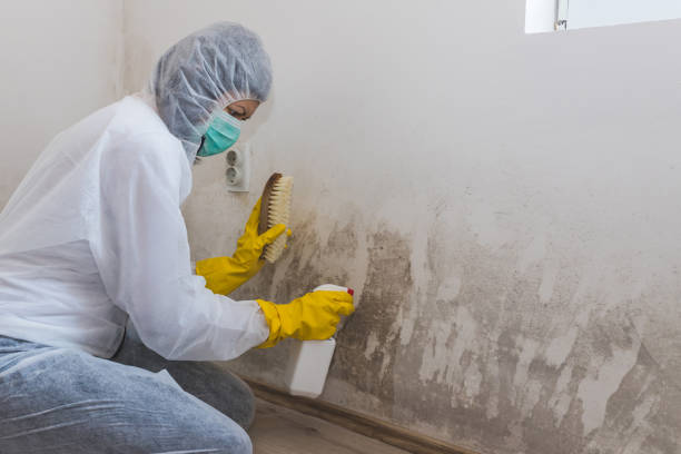 Best Residential Mold Remediation in Bluefield, WV