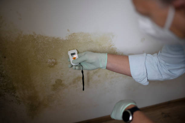 Best Basement Mold Remediation in Bluefield, WV